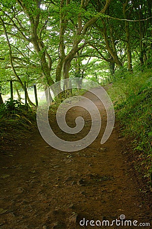 Secret Path to Mewslade