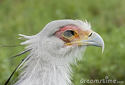 Secretary bird