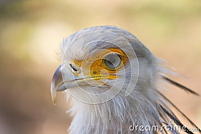 Secretary bird