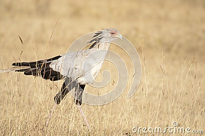 Secretary bird