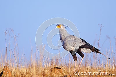 Secretary bird against blue sky