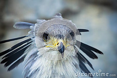 Secretary bird