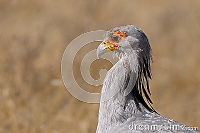 Secretary Bird, Etosha National Park