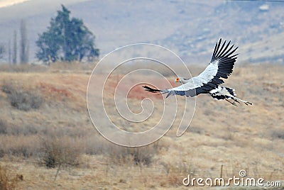 Secretary bird