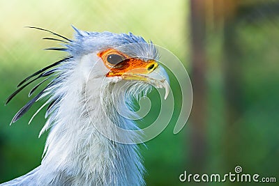 Secretary bird