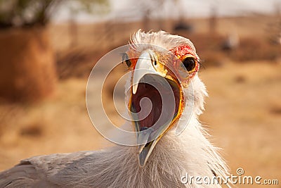 Secretary bird with open beak