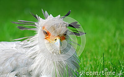 Secretary bird portrait