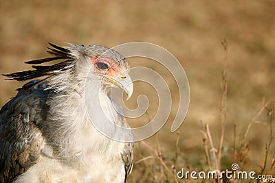 Secretary bird (Sagittarius serpentarius)