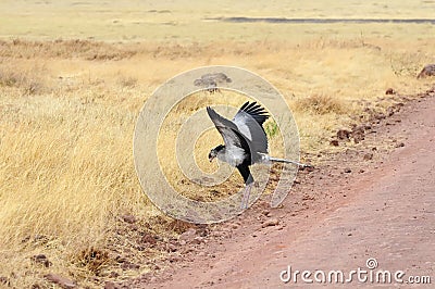 Secretary Bird