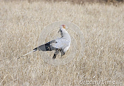 Secretary Bird in Tsavo national park.