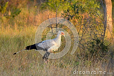 Secretarybird or Secretary Bird (Sagittarius serpentarius)