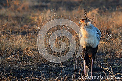 Secretarybird or Secretary Bird (Sagittarius serpentarius)