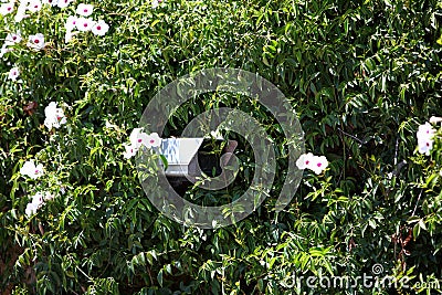 Security camera hidden in greenery