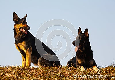 Security dogs