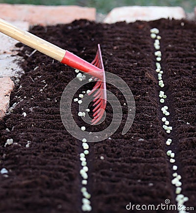 Seed of vegetable pea on the garden bed