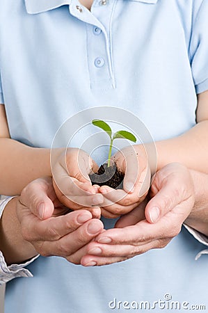 Seedling on hands