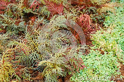 Selaginella erythropus,Spike Moss family in fern sheds