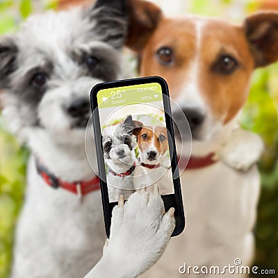 selfie-dogs-couple-dog-taking-together-s