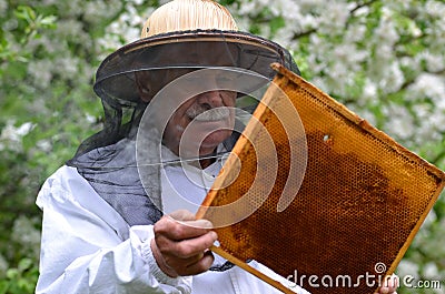 Senior beekeeper making inspection in apiary