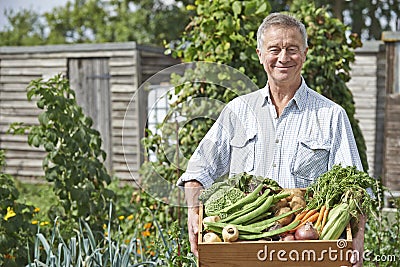 Senior Man On Allotment With Box Of Home Grown Vegetables