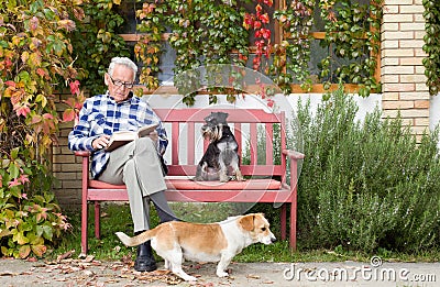 Senior man with book and dogs