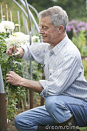 Senior Man Cultivating Flowers In Garden
