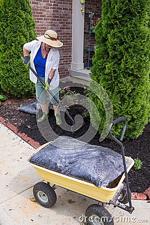 Senior woman mulching around arborvitaes