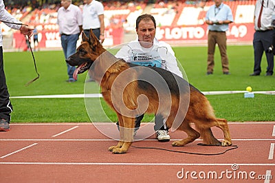 SEP 07, 2014 Nurnberg Biggest german shepherd dog show in German