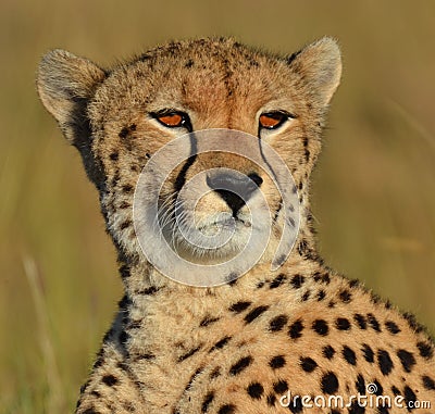 Serengeti Cheetah