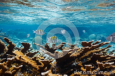 Sergeant Major fish, swim on coral reef in Caribbean Sea