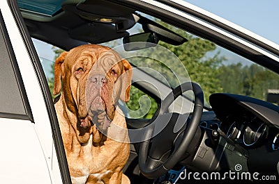 Serious driver dog inside the car