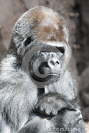 Serious gorilla portrait