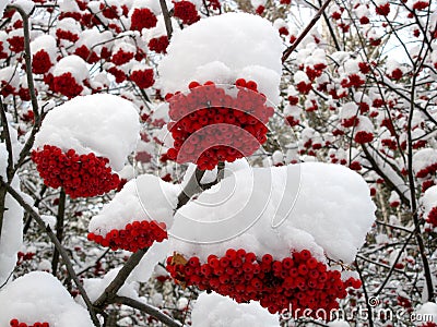 Service tree and snowcovered red berries