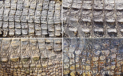 Set of crocodile skin