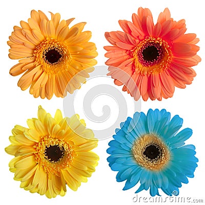 Set Of Gerbera Flowers Stock Image - Image: 16674511
