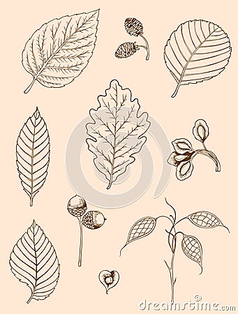 Set of vintage leaves