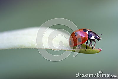 Seven-spot ladybird