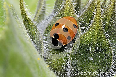 Seven-spot ladybird, coccinella septempunctata