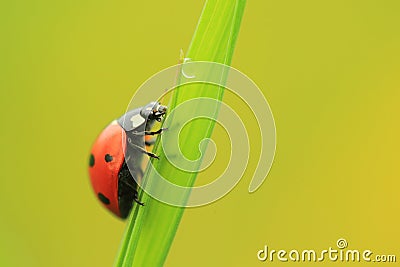 Seven-spot ladybird