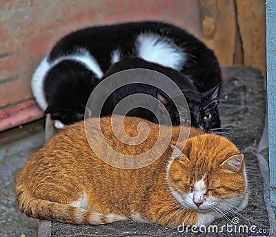 Several cats sleeping together