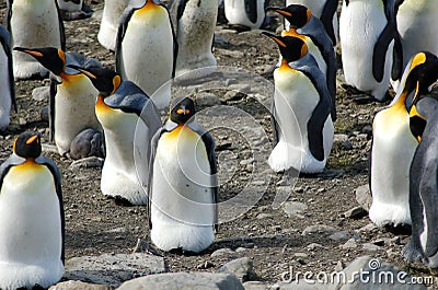 Several King Penguins