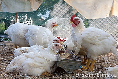 Several white hens