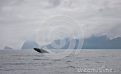 Seward Whale in Alaska Breaching