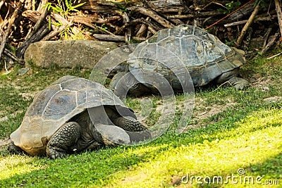 Seychelles giant tortoises (Aldabrachelys gigantea)