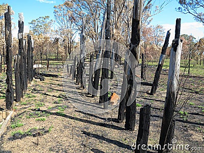 Shack burnt down