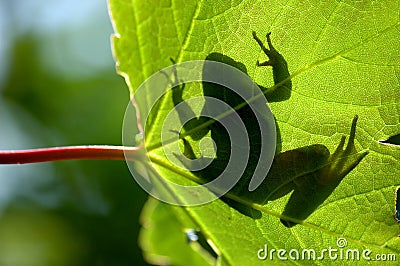 Shadow frog