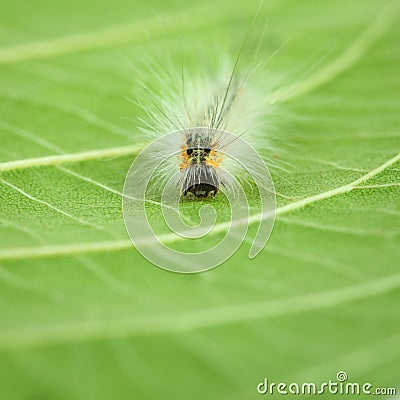 Shaggy caterpillar en face