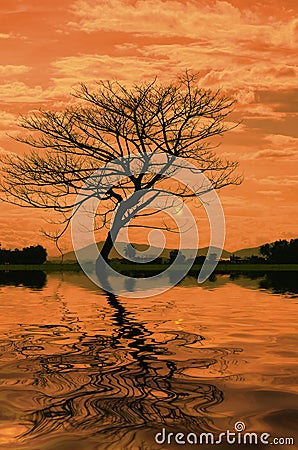 Shape of a lonely tree with reflection on sunset