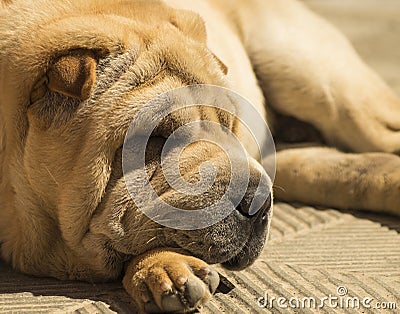 shar pei dog sleeping to the sun eddie the shar pei mix dogs daily ... shar pei dog sleeping to the sun eddie the shar pei mix dogs daily ...