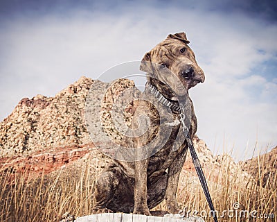 Shar Pei mixed breed dog posing in the desert